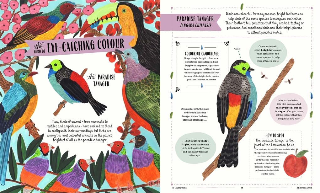 Fly - Child's Guide to Birds