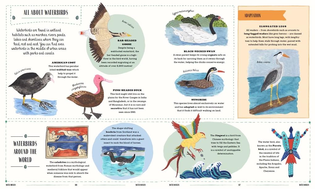 Fly - Child's Guide to Birds